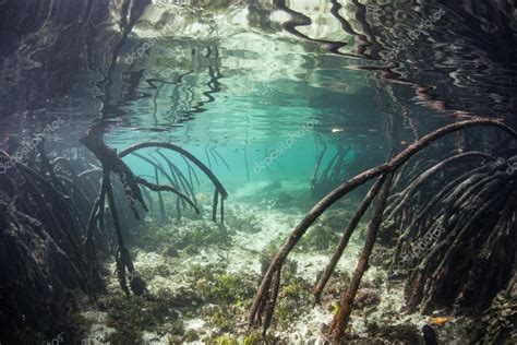 Mangrove Roots Underwater Stock Photo by ©ead72 70936373