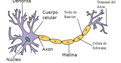 Sistema Nervioso Humano explicado fácil | Dr. Alberto Sanagustín