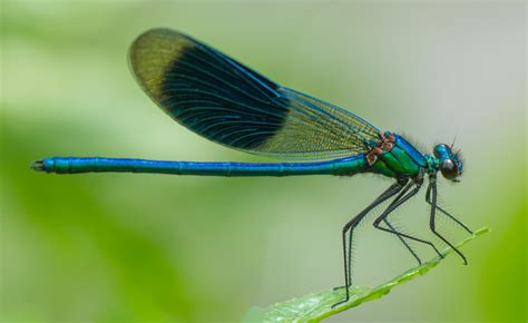 Fastest Flying Insect is the Dragonfly - Drive-Bye Pest Exterminators