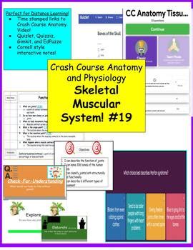 #19 The Skeletal System: Crash Course Notes, Quizlets, Gimkits, and ...