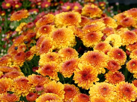 Shop now for colorful fall-blooming mums | Mississippi State University Extension Service