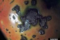 Xanthomonas campestris pv vesicatoria - Bugwoodwiki