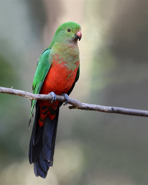 Australian King-Parrot (Female) (Alisterus scapularis) 1/5… | Flickr