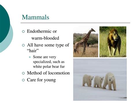 PPT - Animal Adaptations PowerPoint Presentation, free download - ID ...