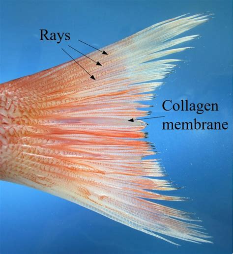 Fish Fins Are Teaching Us the Secret to Flexible Robots and New Shape-Changing Materials ...