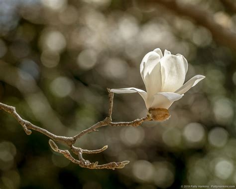 Yulan Magnolias | Beautiful Flower Pictures Blog