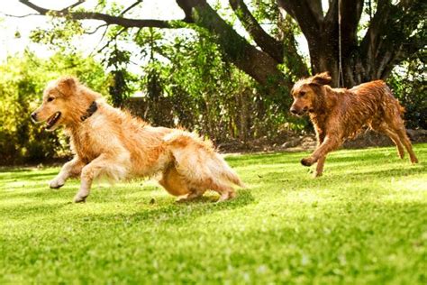 Por qué se celebra el Día Mundial del Perro – Un cuaderno para la vida 4.0