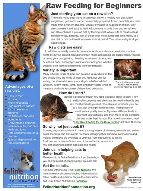 One Page Guide: Raw Feeding for Beginners | Cat nutrition, Feline, Cats