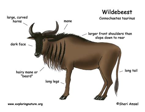 Wildebeest