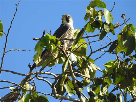 Yasuni Amazon Rainforest - Birdwatching - Ecuador Amazon Rainforest