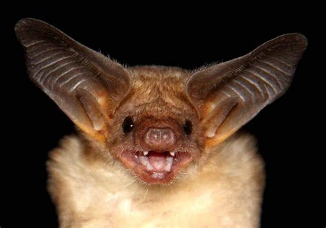 Biggest library of bat sounds compiled | Zoological Society of London (ZSL)