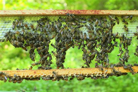 The 3½ conditions your bees need for strong comb building - Honey Bee Suite