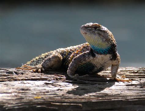 Desert NWR - Yellow Backed Spiny Lizard | FWS.gov