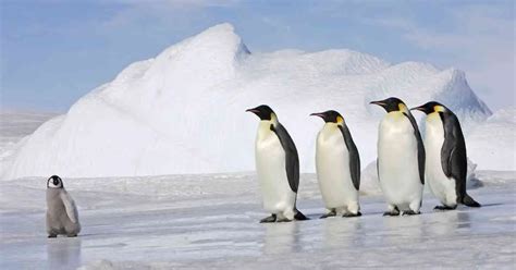 Penguin Behavior - AnimalBehaviorCorner