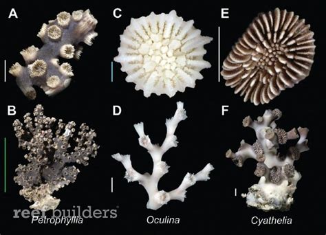 Illustrated key to azooxanthellate Scleractinia is high def ...