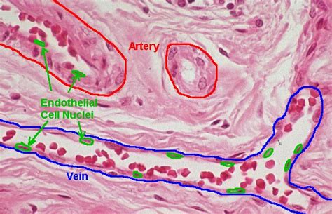 Basic Histology -- Arteries and Veins