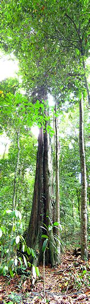 Rainforest Discovery Centre | Rainforest, Borneo, Tree