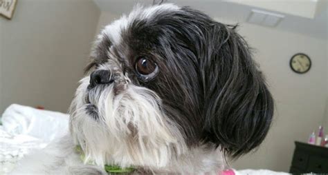 The Most Common Shih Tzu Health Problems