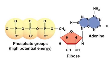 Atp Cycle Diagram And Labeled