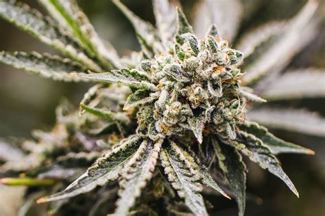 GMO Cannabis Strain [History and Information] - GudStory