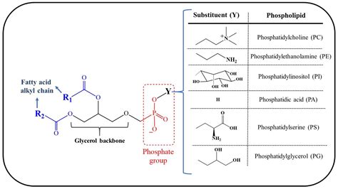 Cosmetics | Free Full-Text | Lecithins from Vegetable, Land, and Marine ...