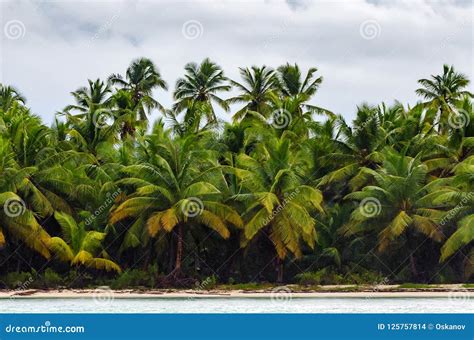 Tropical Monsoon Stormy Sky with Palm Trees Stock Photo - Image of ...