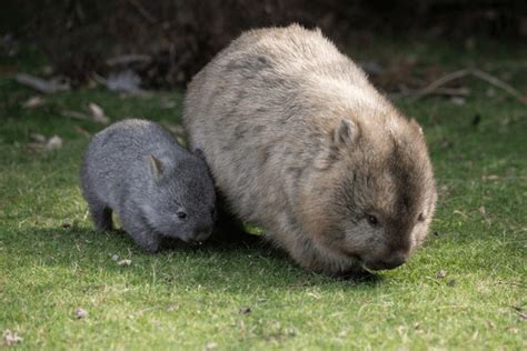 Baby wombat: - Democratic Underground Forums