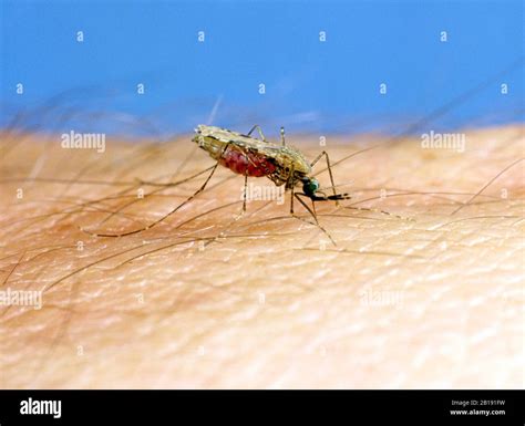 African mosquito (Anopheles gambiae) a malaria transmitting vector ...