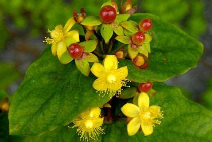 Wildflower Tutsan Irish Wild Flora Wildflowers of Ireland