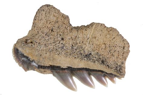 .91" Fossil Cow Shark (Notorynchus) Tooth - Maryland (#71100) For Sale - FossilEra.com