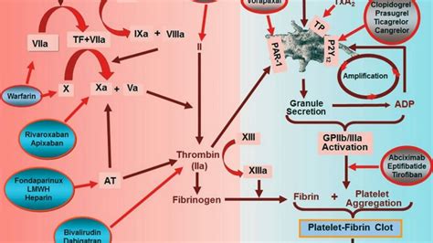 Difference Between Anticoagulants and Thrombolytics - YouTube