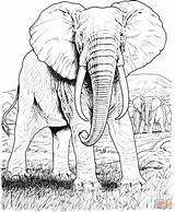 African Elephant coloring page  Free Printable Coloring Pages sketch template