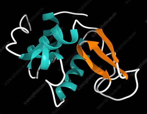 Lysozyme enzyme, illustration - Stock Image - C056/3159 - Science Photo Library