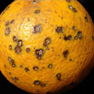 (PDF) Citrus Black Spot (Guignardia citricarpa) discovered in Florida