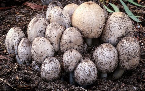 Coprinopsis atramentaria - Alchetron, the free social encyclopedia