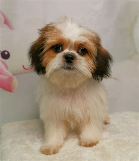 Shih Tzu_Female_3months_01 - Puppy Singapore