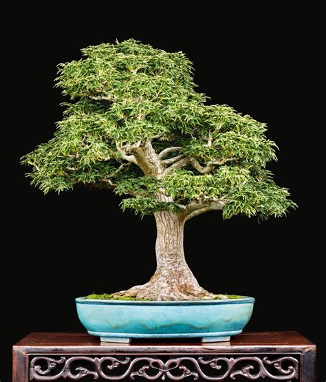 Refining A Japanese Maple Bonsai By Transplanting. This article is from the great WILLIAM N ...