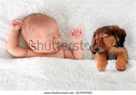 Newborn Baby Dachshund Puppy Sleeping Together Stock Photo 267449483 ...