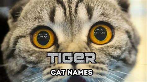 130+ Tiger Names for Cats with Stripes