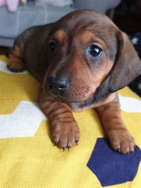 Beautiful smoothhaired dachshund standard puppies | in Newcastle, County Down | Gumtree