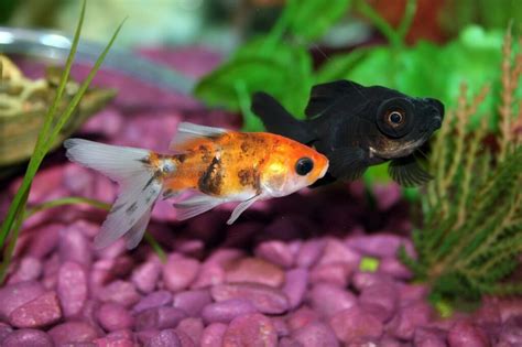 The 17 Best Cold Water Fish For Beginners: Aquarium Fish That Do Not ...