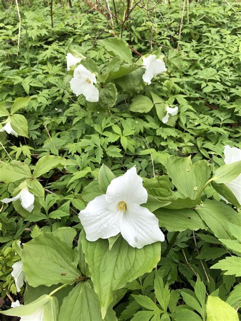 20190519-002: White trilliums | White trilliums (Trillium gr… | Flickr