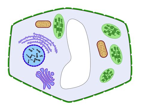 Aufbau der Pflanzenzelle und Funktionen der Zellorganellen Diagram ...