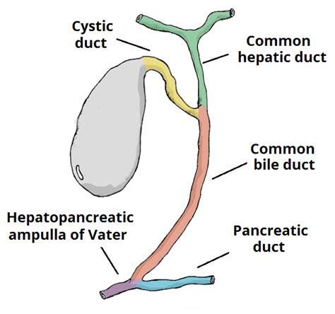 Cholangitis - Pathophysiology - Causes - TeachMeSurgery