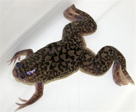 African clawed frog | The Storey Lab: Cell and Molecular Responses to Stress