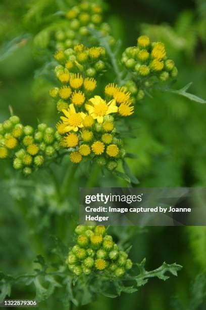 2,400 Groundsel Stock Photos, High-Res Pictures, and Images - Getty Images