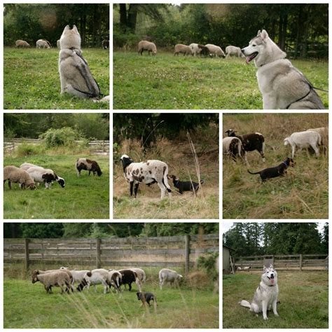 Sheep Herding For All Breeds - A Husky Life