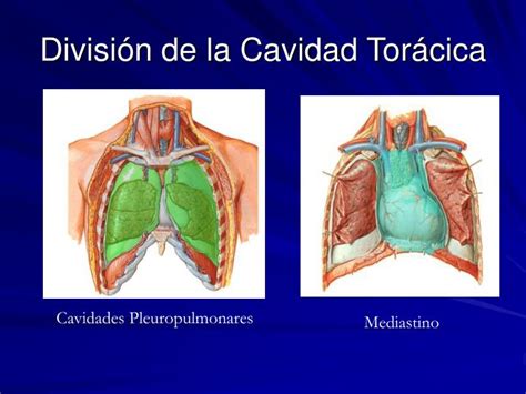 PPT - TEMA N° 12 PAREDES TORÁCICAS MEDIASTINO GLÁNDULA MAMARIA Profesor ...