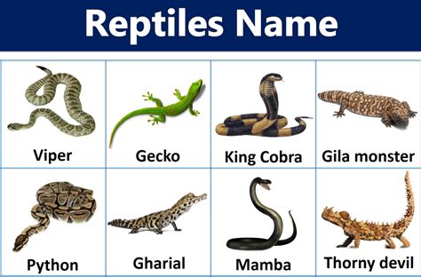 48 Reptiles Names with Pictures - ilmist