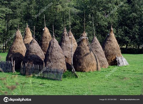 Group Different Types Hay Field Stock Photo by ©PantherMediaSeller ...